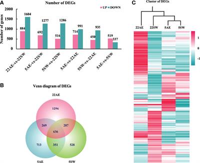 Regulation of the Cell Cycle, Apoptosis, and Proline Accumulation Plays an Important Role in the Stress Response of the Eastern Oyster Crassostrea Virginica